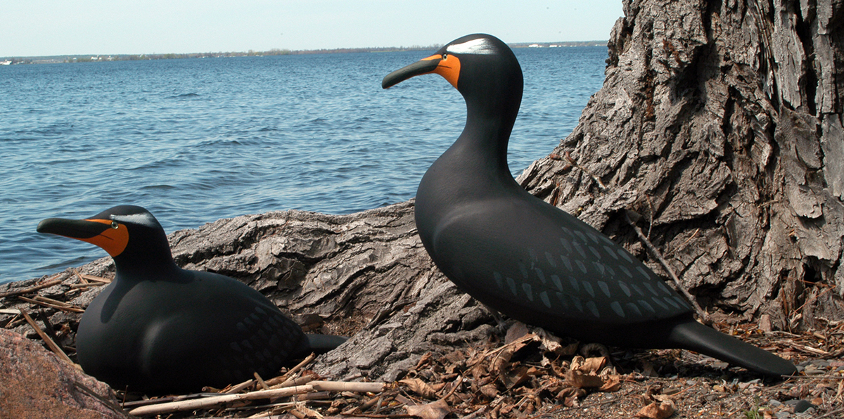 Double-crested Cormorant Main Page Photo