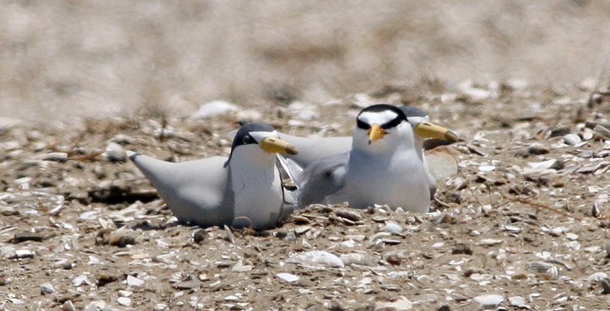 Least Tern Main Page Photo