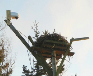 Osprey Nest Platform with Nest Cam