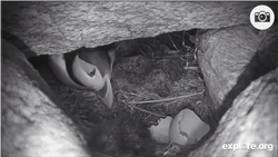 Atlantic Puffin parent welcomes a new puffling