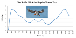 Percent of Puffin Chick Feedings by Time of Day Graph