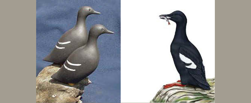 Pigeon Guillemot Main Page Photo