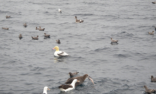 Short-tailed Albatross Main Page Photo | Audubon Seabird Institute