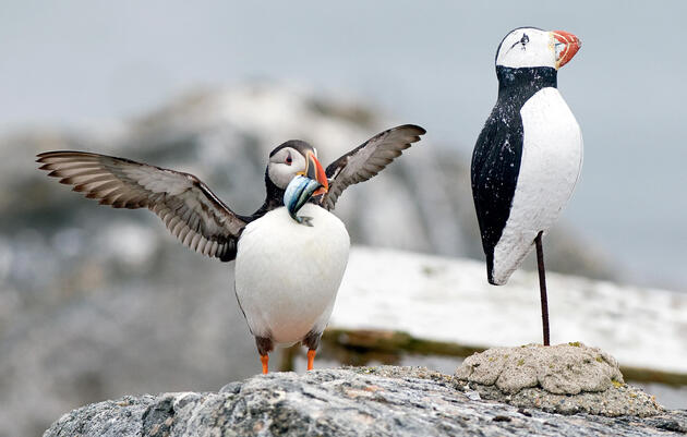 50 Years of Project Puffin: An Oral History of An Audacious Idea