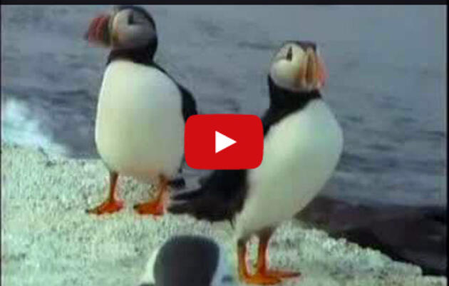Puffin Cam Highlights