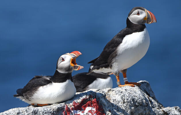 What Puffins Eat  Audubon Seabird Institute