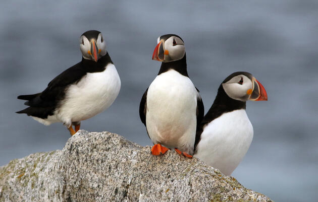 What Puffins Eat  Audubon Seabird Institute