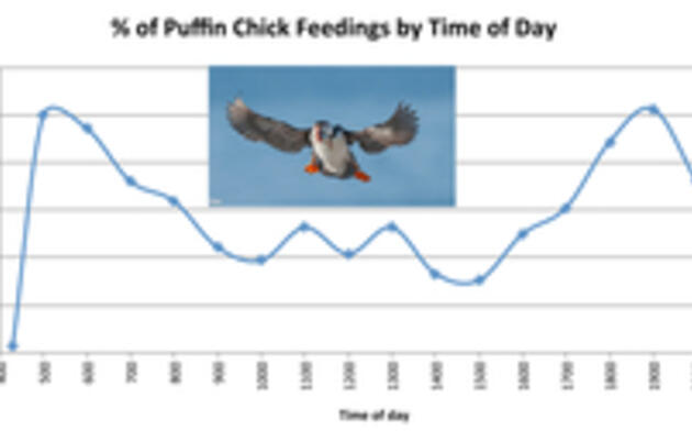 New Discoveries About How Puffins Feed Their Chicks