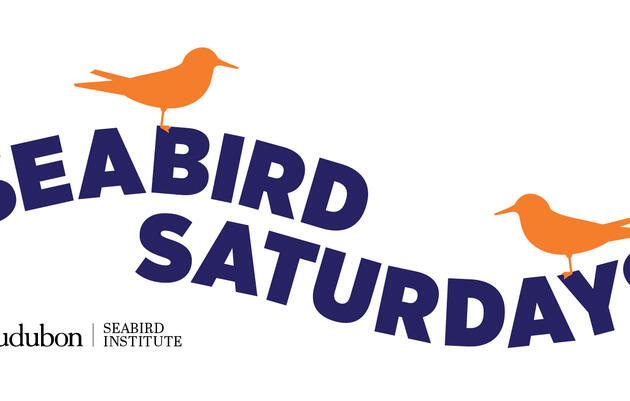 Seabird Saturdays at Pemaquid Point