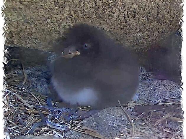 Meet Puffling Conrad!