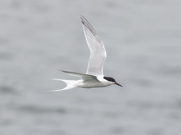 Diving Deep with Roseate Terns