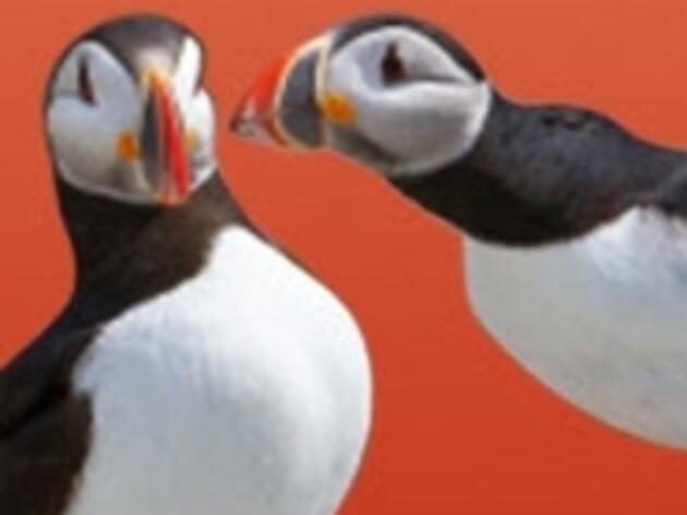 Puffinpaloooza