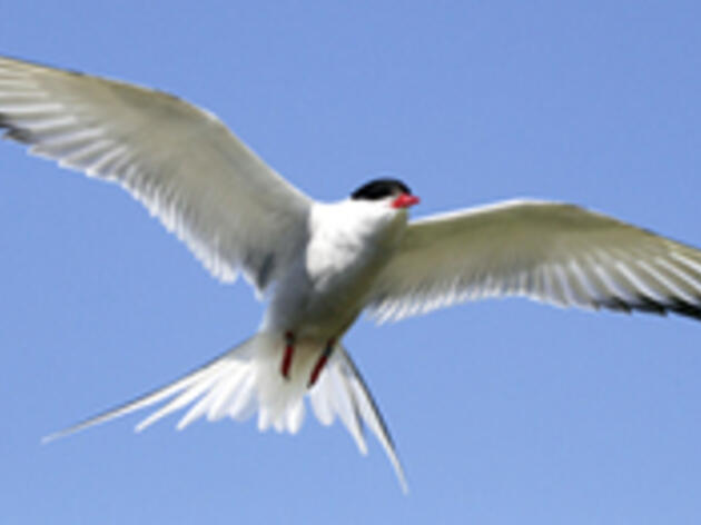 Research Reveals Incredible Migratory Journey of Arctic Terns