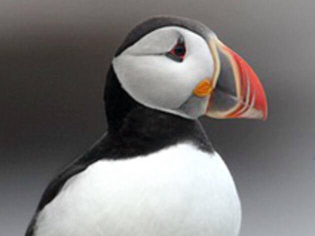 Atlantic Puffin