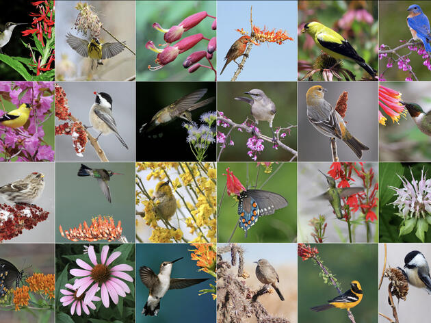 Why Native Plants Are Better for Birds and People