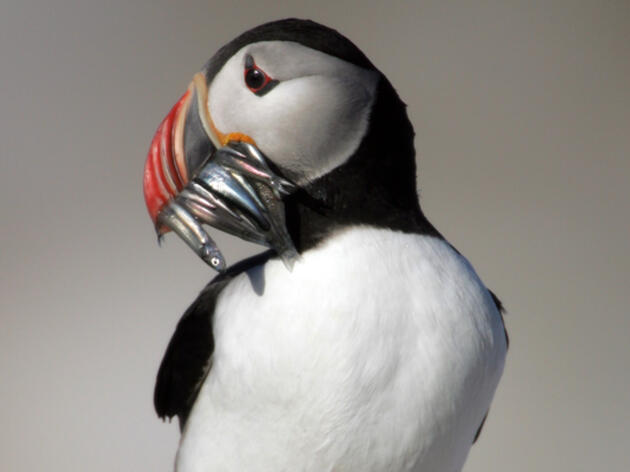 Adopt-a-Puffin