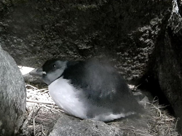 Fledging the nest!
