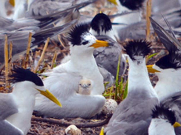 A Big Comeback for Chinese Crested Terns in the Jiushan Islands, China
