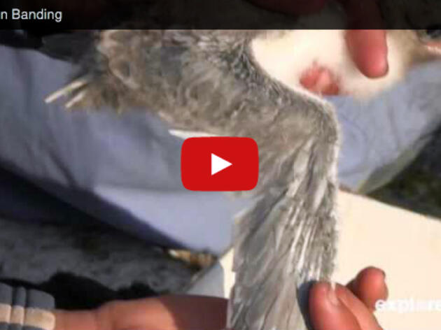 A Lesson In Banding