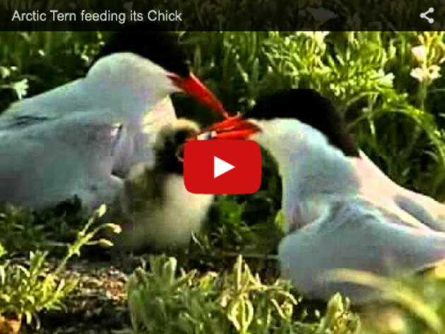 Arctic Tern feeding its Chick