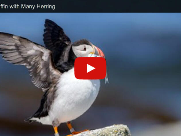 Atlantic Puffin with Many Herring