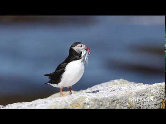 Atlantic Puffin with Atlantic Herring on Eastern Egg Rock