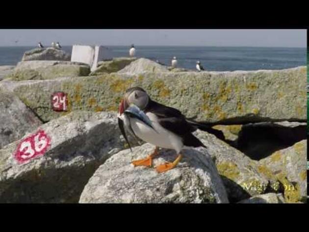 Atlantic Puffin with Saury on Eastern Egg Rock