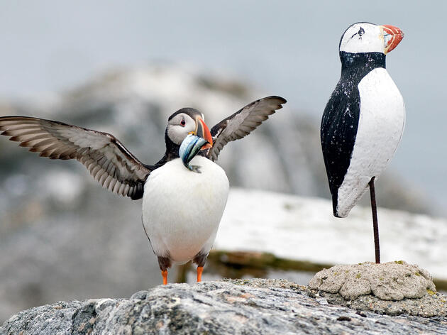 50 Years of Project Puffin: An Oral History of An Audacious Idea