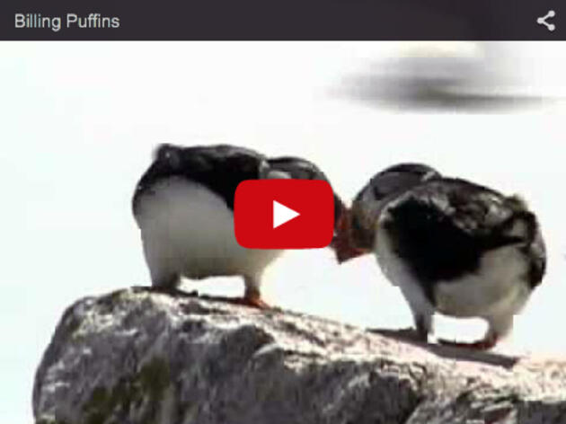 Billing Puffins