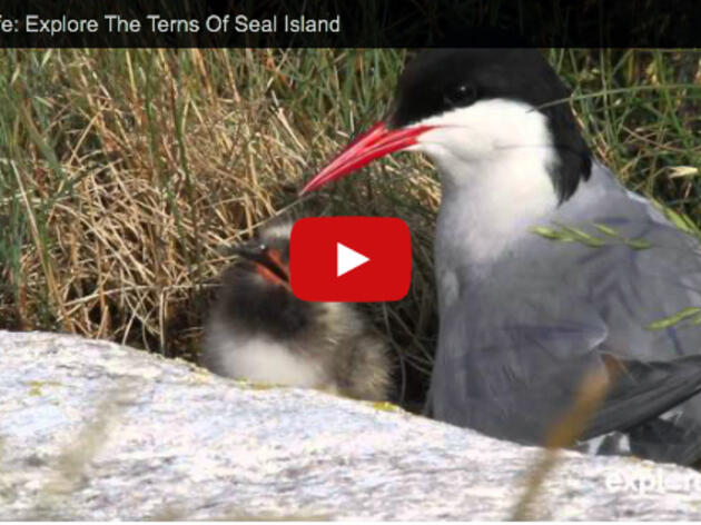 Colony Life: Explore The Terns Of Seal Island