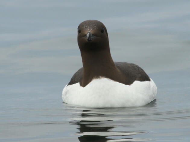 Celebrating 20 years of Seabird Success at Devil's Slide Rock