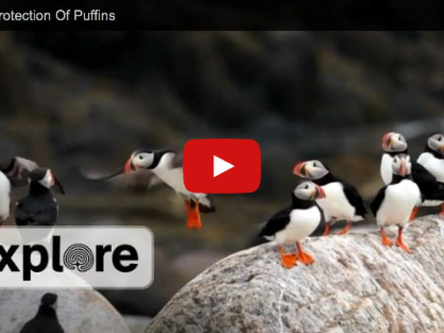For The Protection Of Puffins