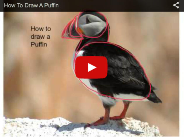 How To Draw A Puffin