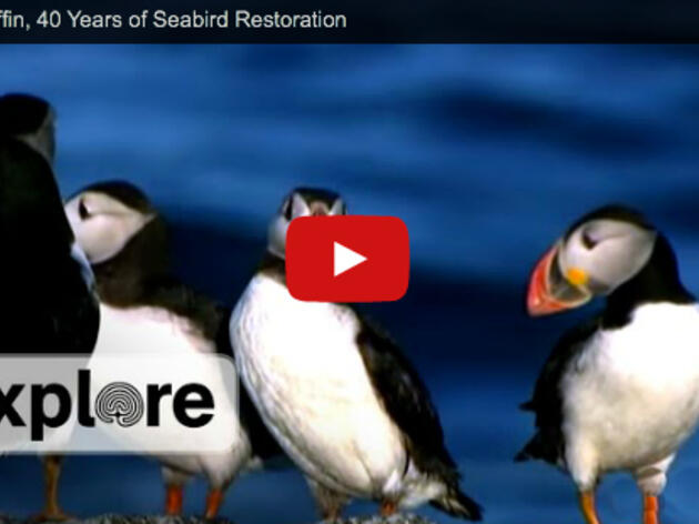 Project Puffin, 40 Years of Seabird Restoration