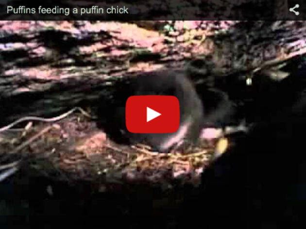 Puffins feeding a puffin chick