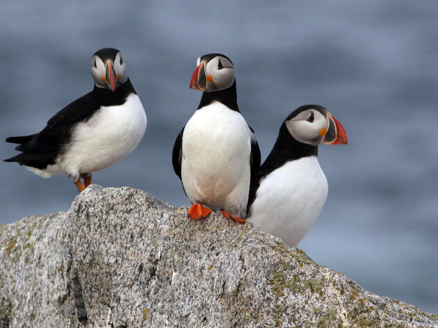 Project Puffin