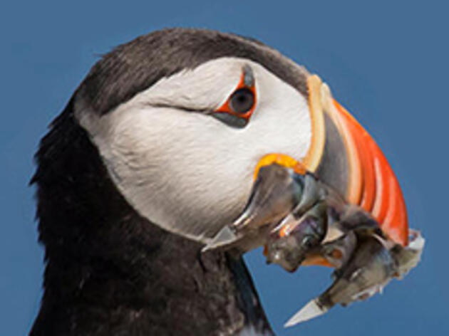 Is the Acadian Redfish Helping Puffins Adapt to Climate Change?  
