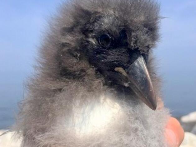 Ocean Heat Wave Disrupts Puffin Nesting