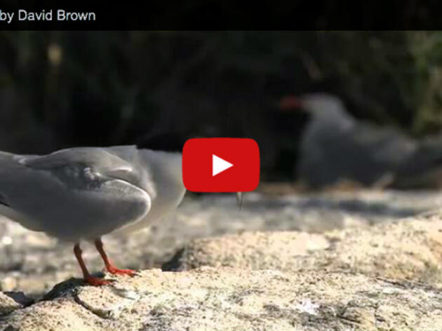 Seabirds, by David Brown