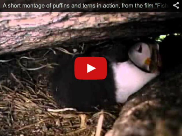 A short montage of puffins and terns in action, from the film "Fish Out of Water"