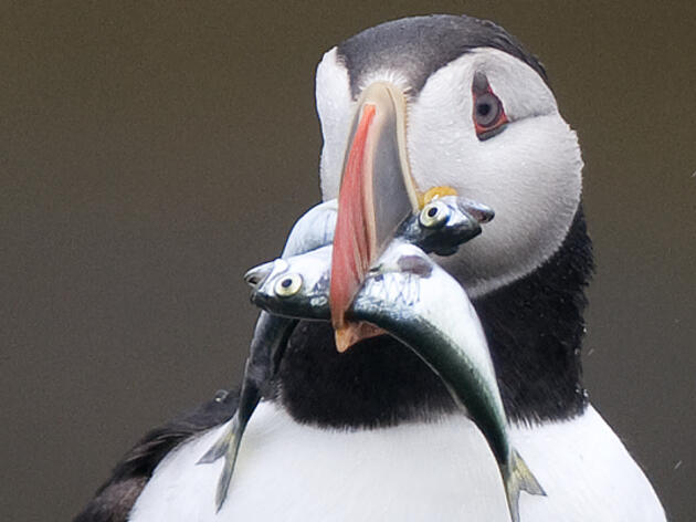 Eastern Egg Rock Puffins increase to 172 pairs