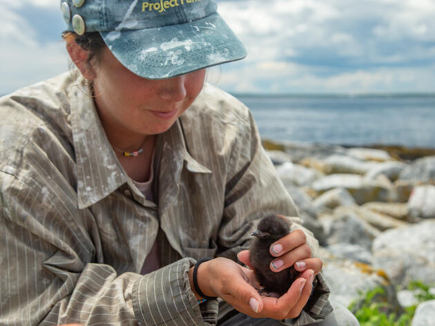 Island Volunteer