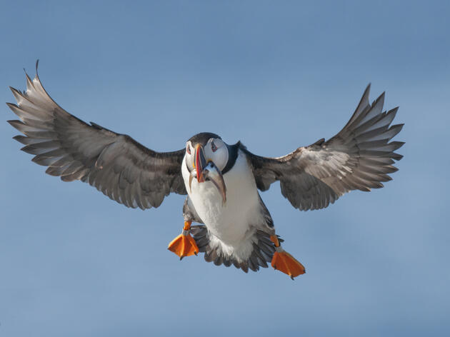 Maine Puffins On The Rebound