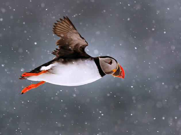 Winter Home of Maine Puffins Revealed