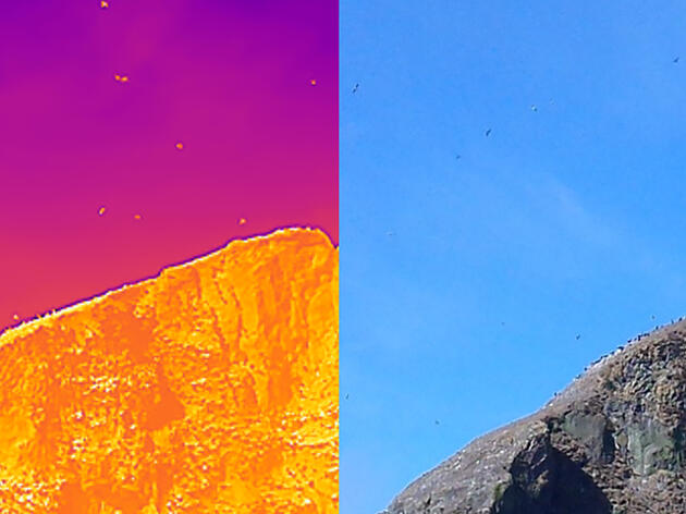 Understanding Seabird Habitat with a Birdseye View