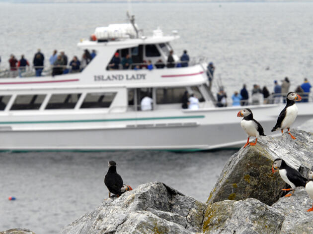 Puffin Cruises