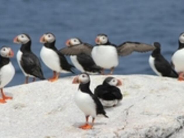 Puffin Ballet Fundraiser 