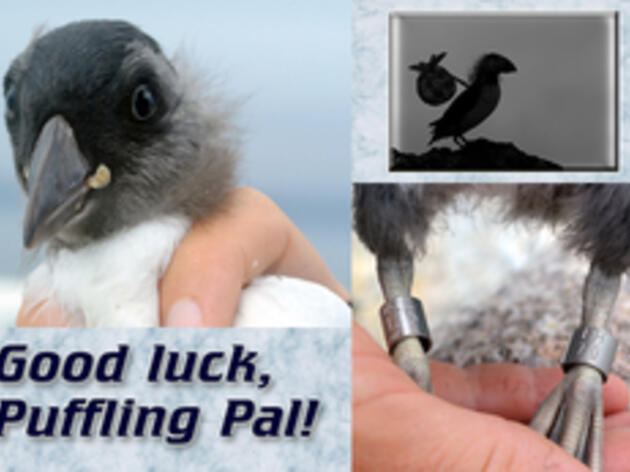 A Puffling Pal Arrives