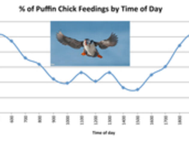 New Discoveries About How Puffins Feed Their Chicks