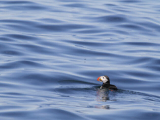 Help us save the winter home of Maine puffins!